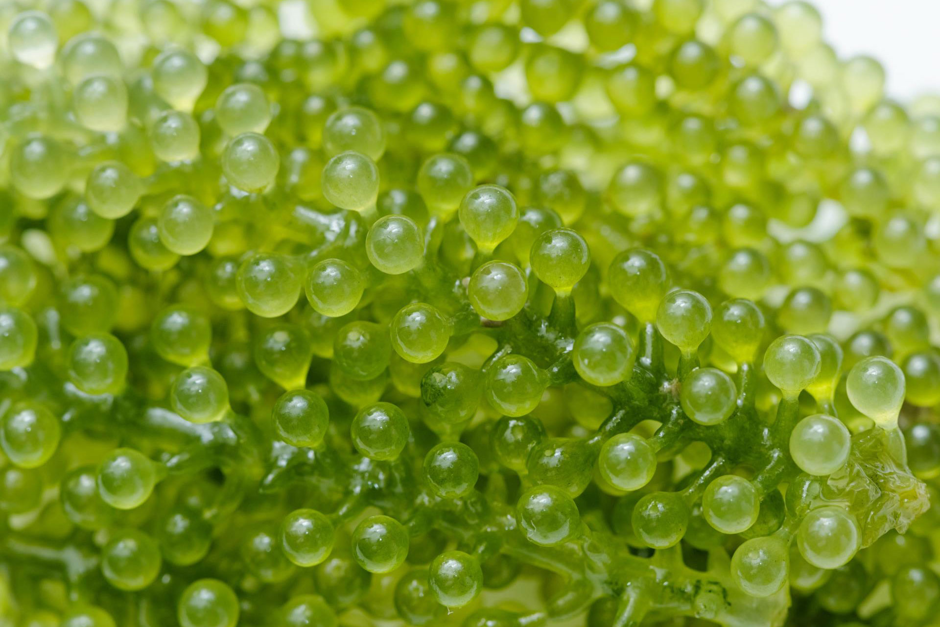 Green Caviar Extract หรือ องุ่นทะเล (Umi-budou )หรือ คาเวียว์สีเขียว